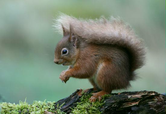 Red Squirrel <i>Sciurus vulgaris</i>